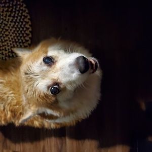 Meet your Posher, Carol